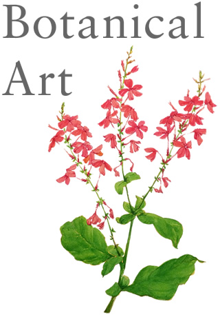 Botanical Art